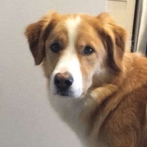 Meet your Posher, Alexa